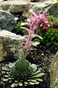 Saxifraga federici-augusti ssp grisebachii
